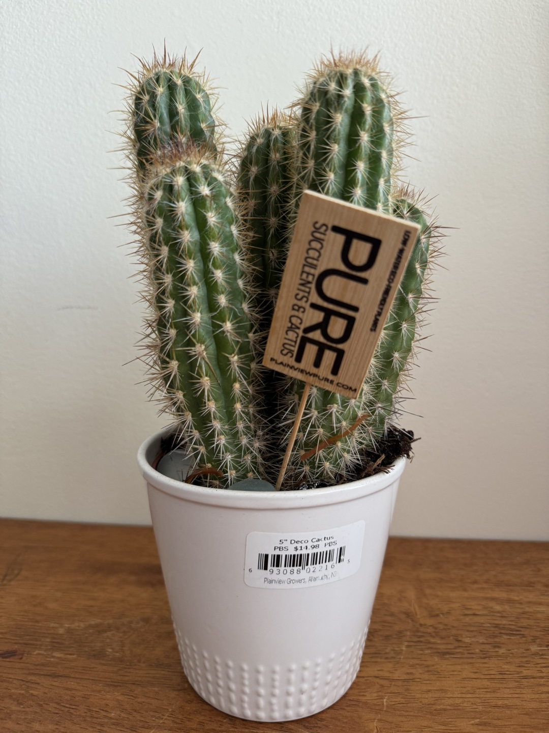 5" Deco Cactus in White Pot - photo 2