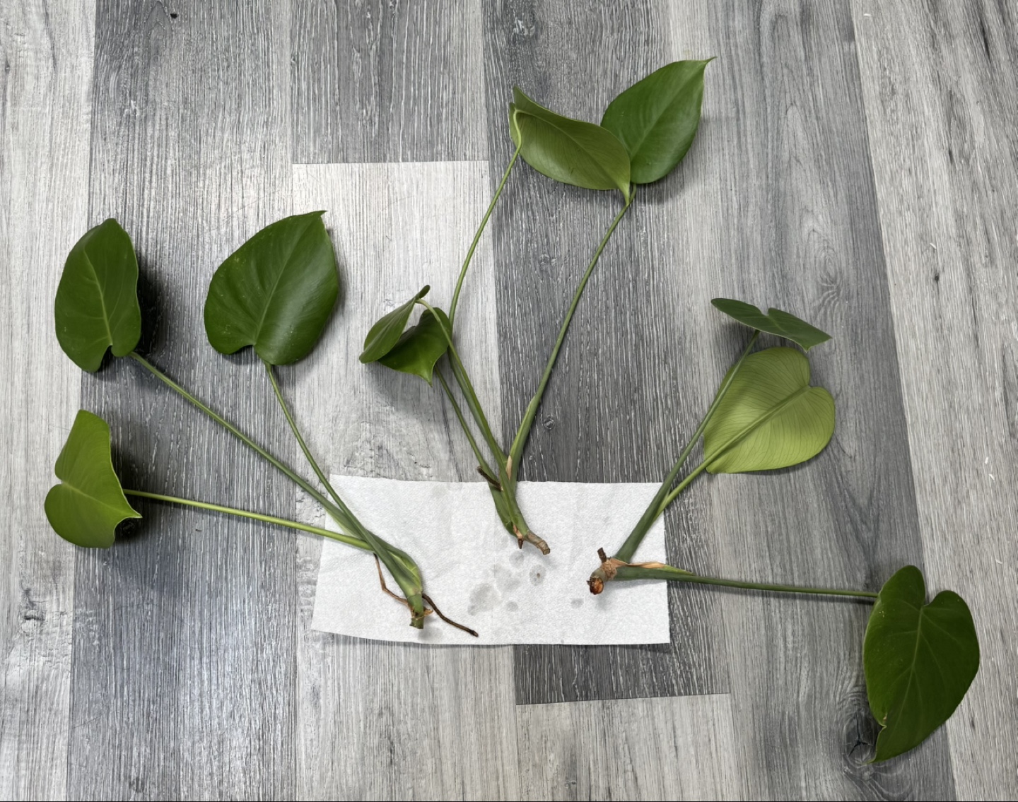 Monstera deliciosa cuttings