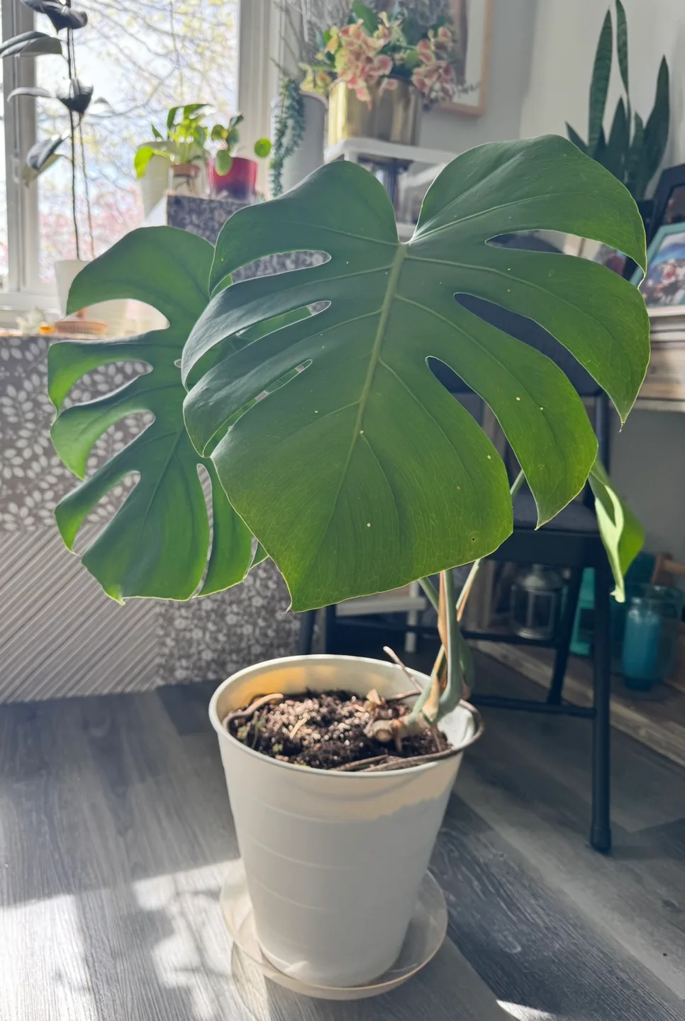 Monstera Deliciosa Plant image indicator(3)