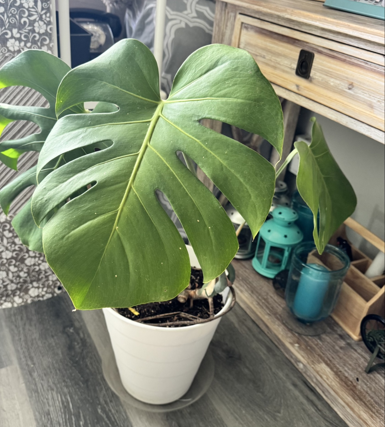 Monstera Deliciosa Plant - photo 2