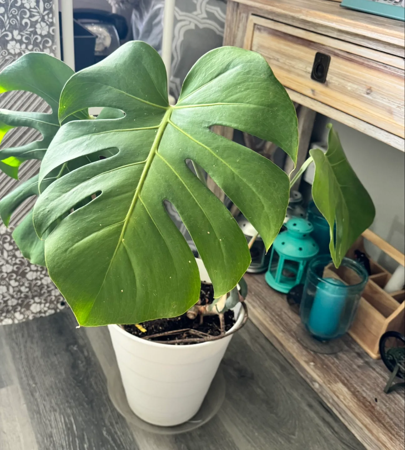 Monstera Deliciosa Plant image indicator(2)