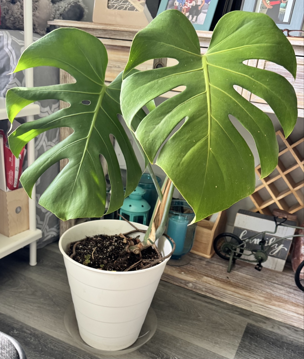 Monstera Deliciosa Plant