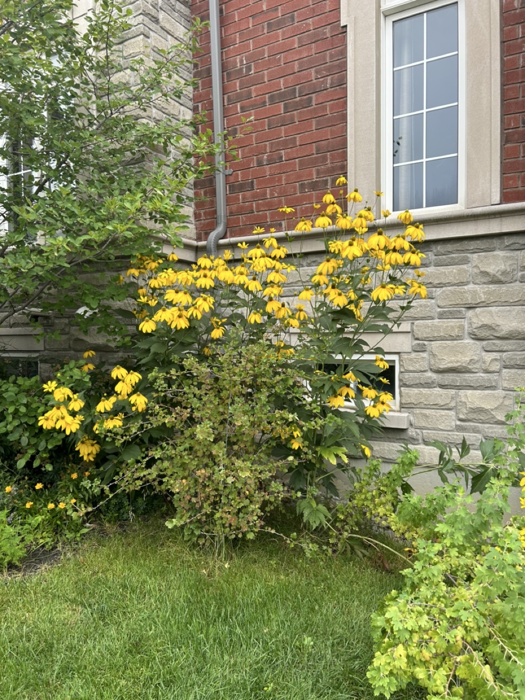 Hardy Perennials -  Bundle of 3