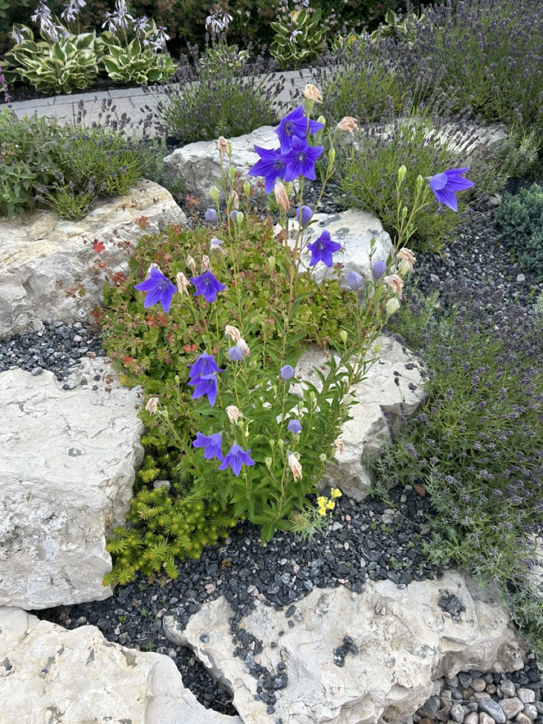Hardy Perennials -  Bundle of 3 - photo 3