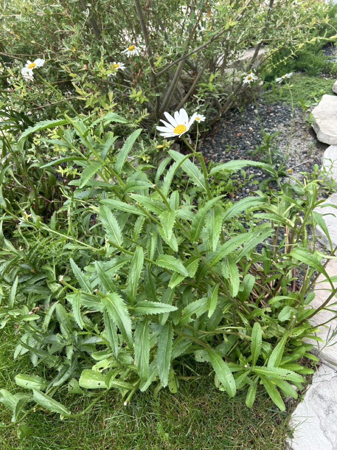 Hardy Perennials -  Bundle of 3 - photo 2