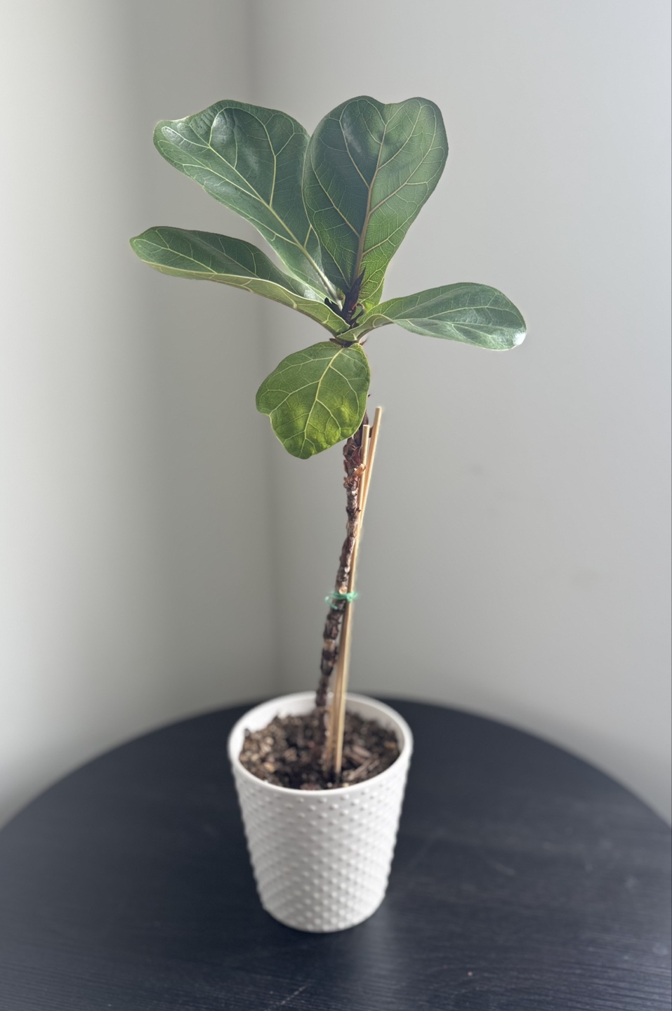Fiddle Leaf Fig Plant in White Pot - photo 3