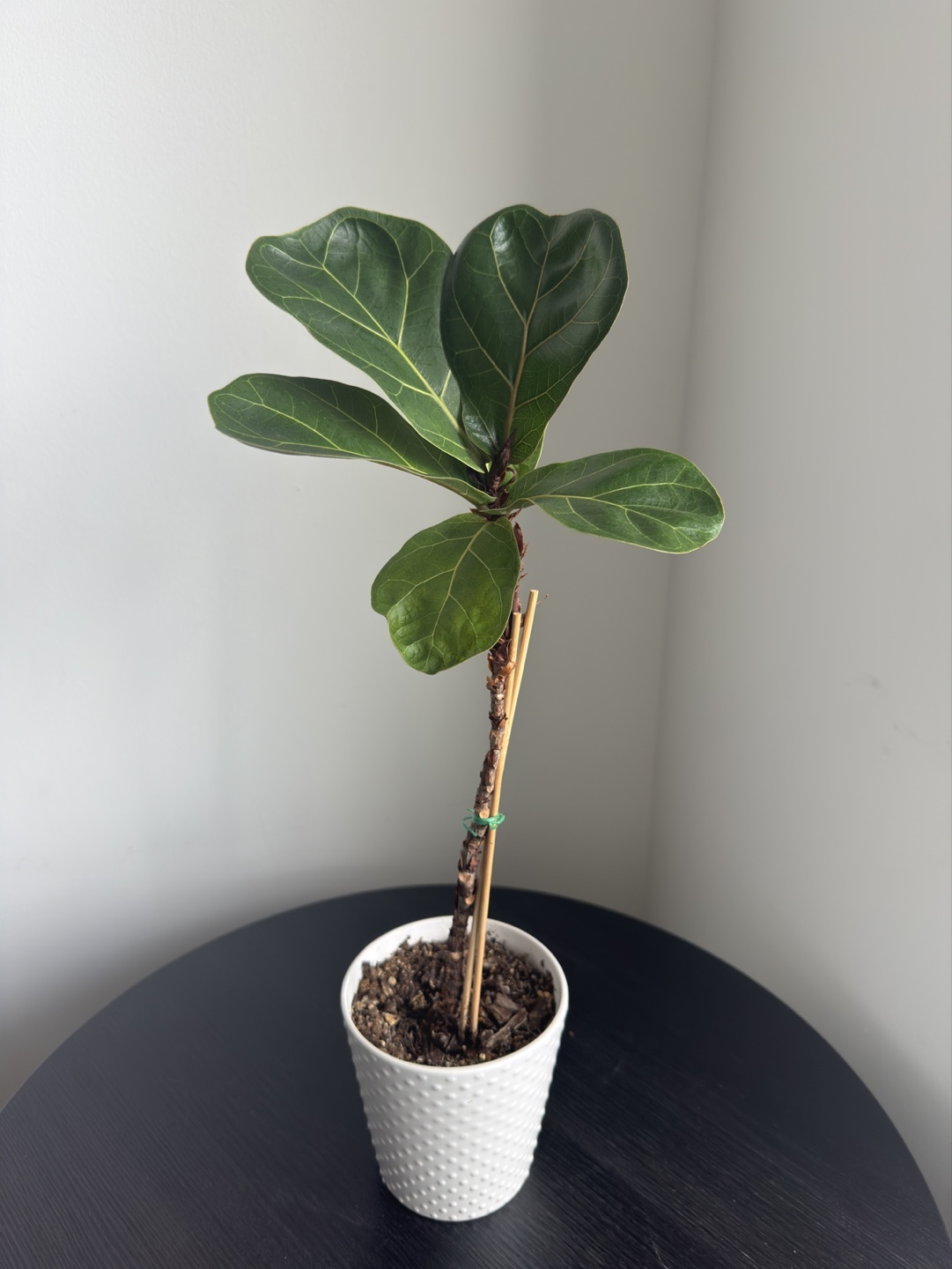 Fiddle Leaf Fig Plant in White Pot - photo 2
