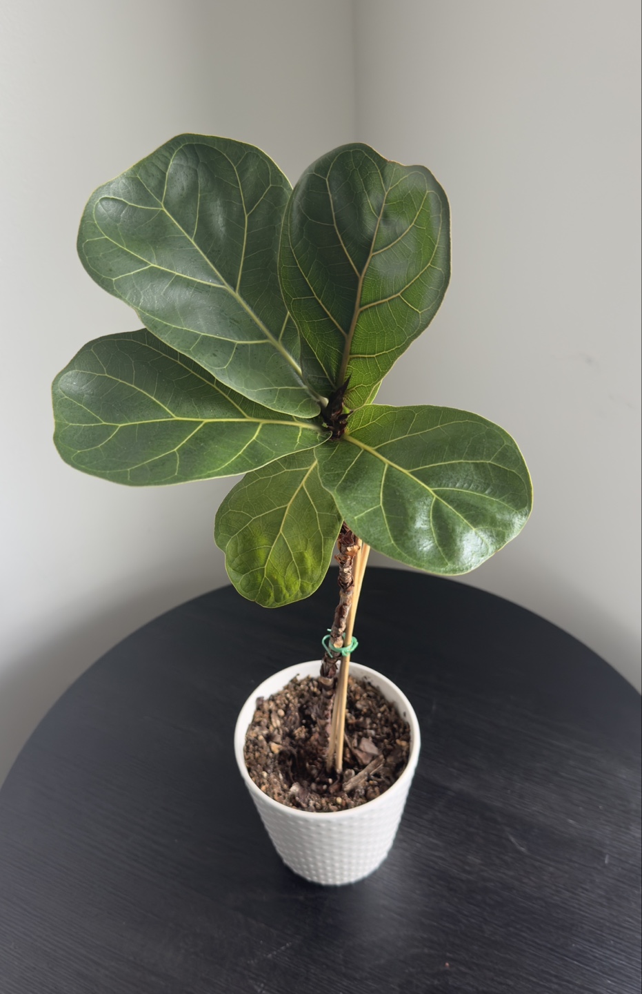 Fiddle Leaf Fig Plant in White Pot