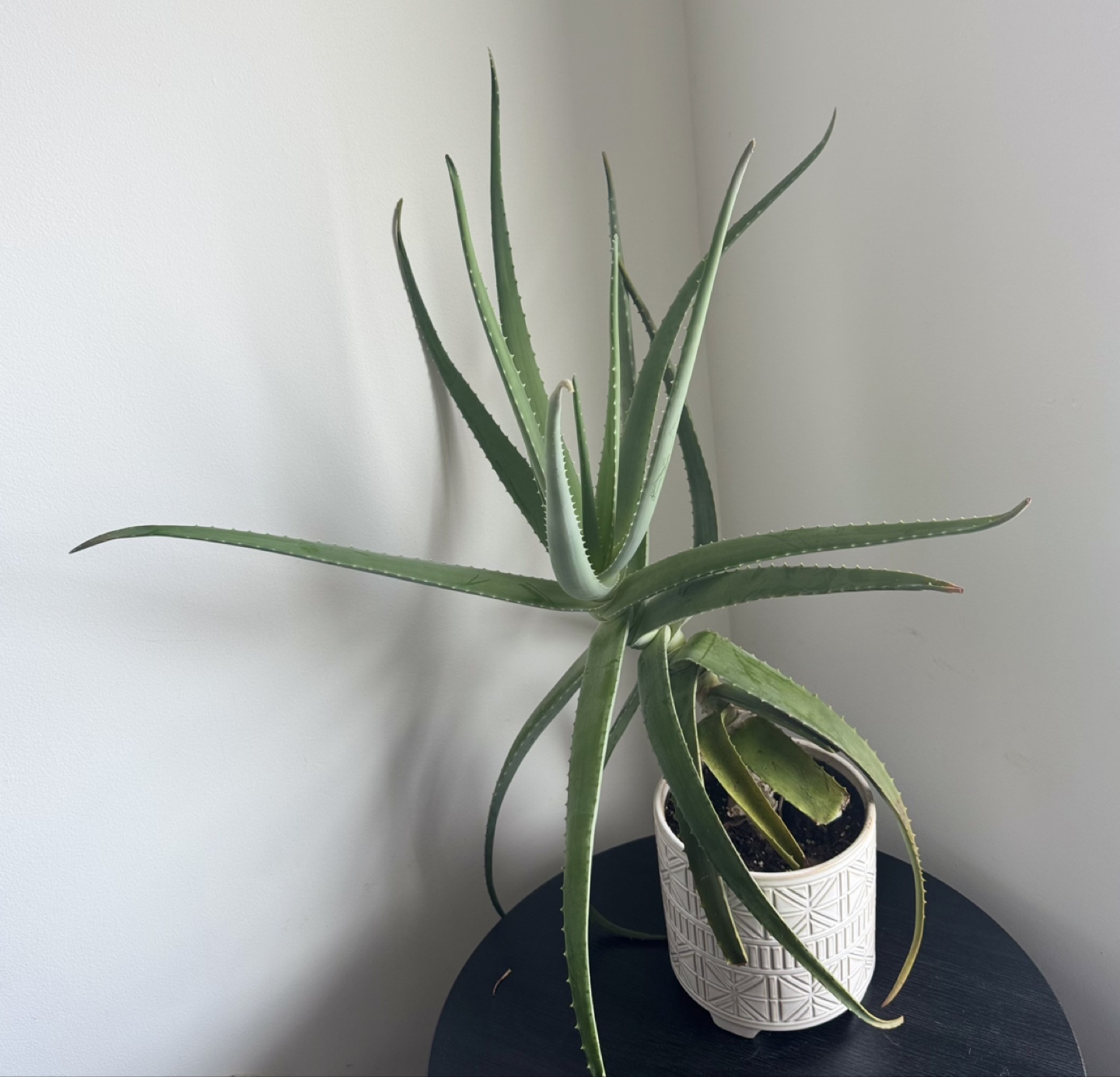 Large Aloe Vera Plant in White Pot - photo 2
