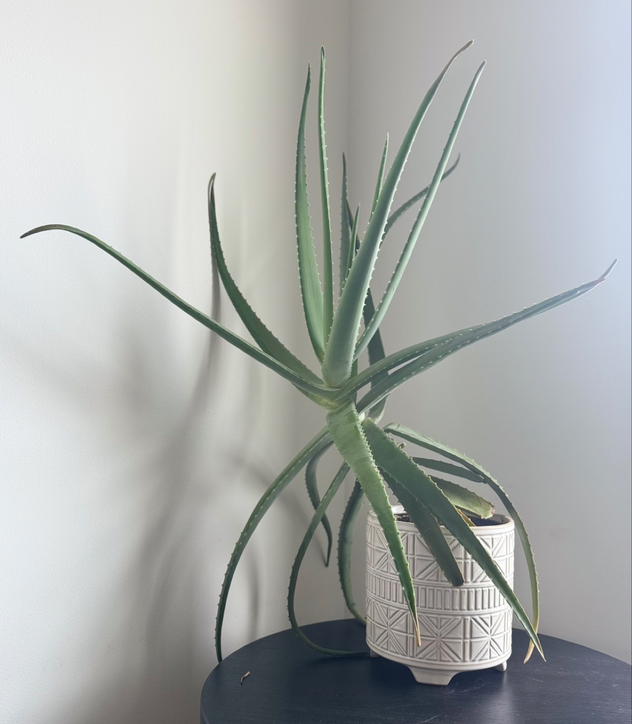 Large Aloe Vera Plant in White Pot