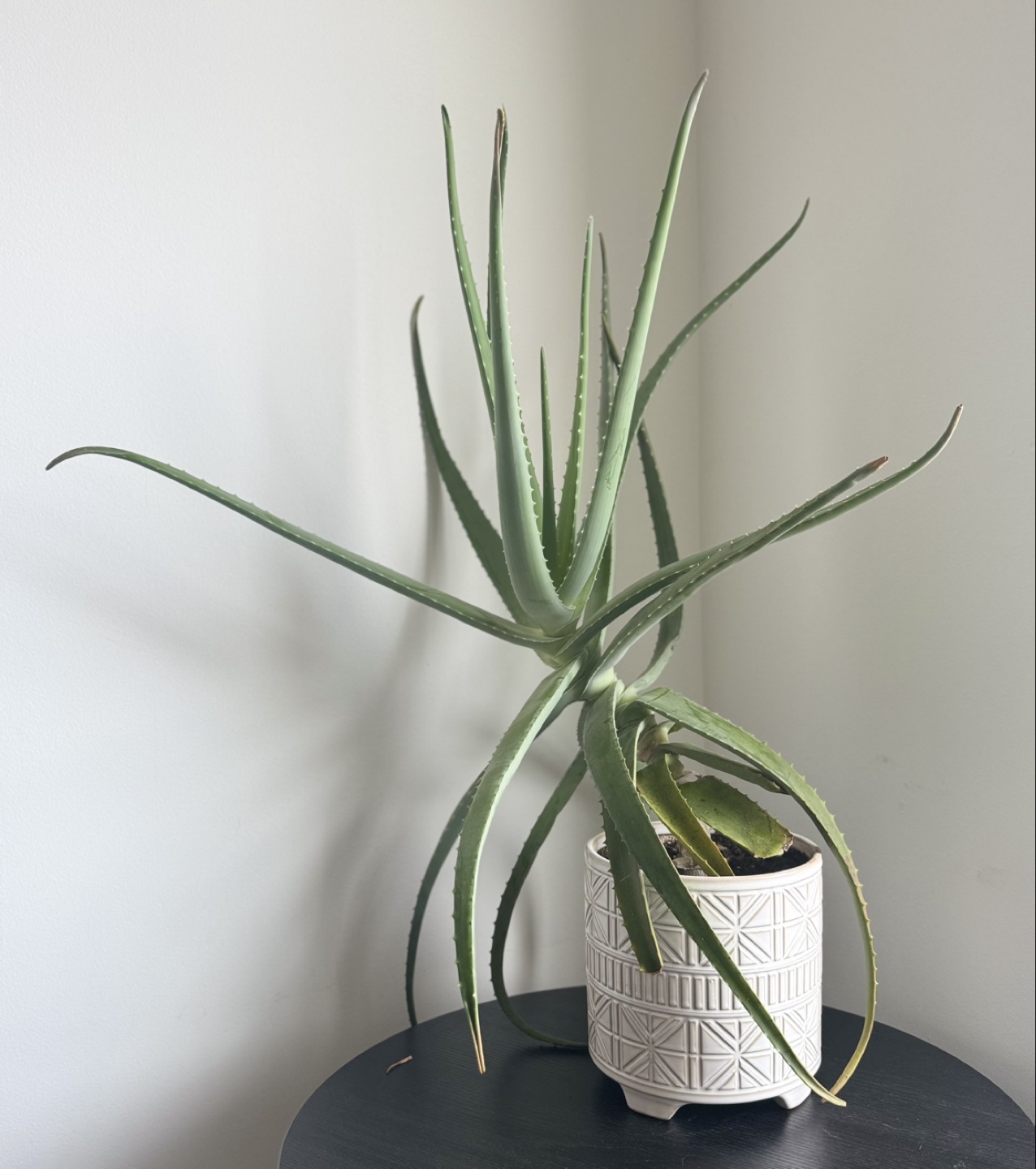 Large Aloe Vera Plant in White Pot - photo 3