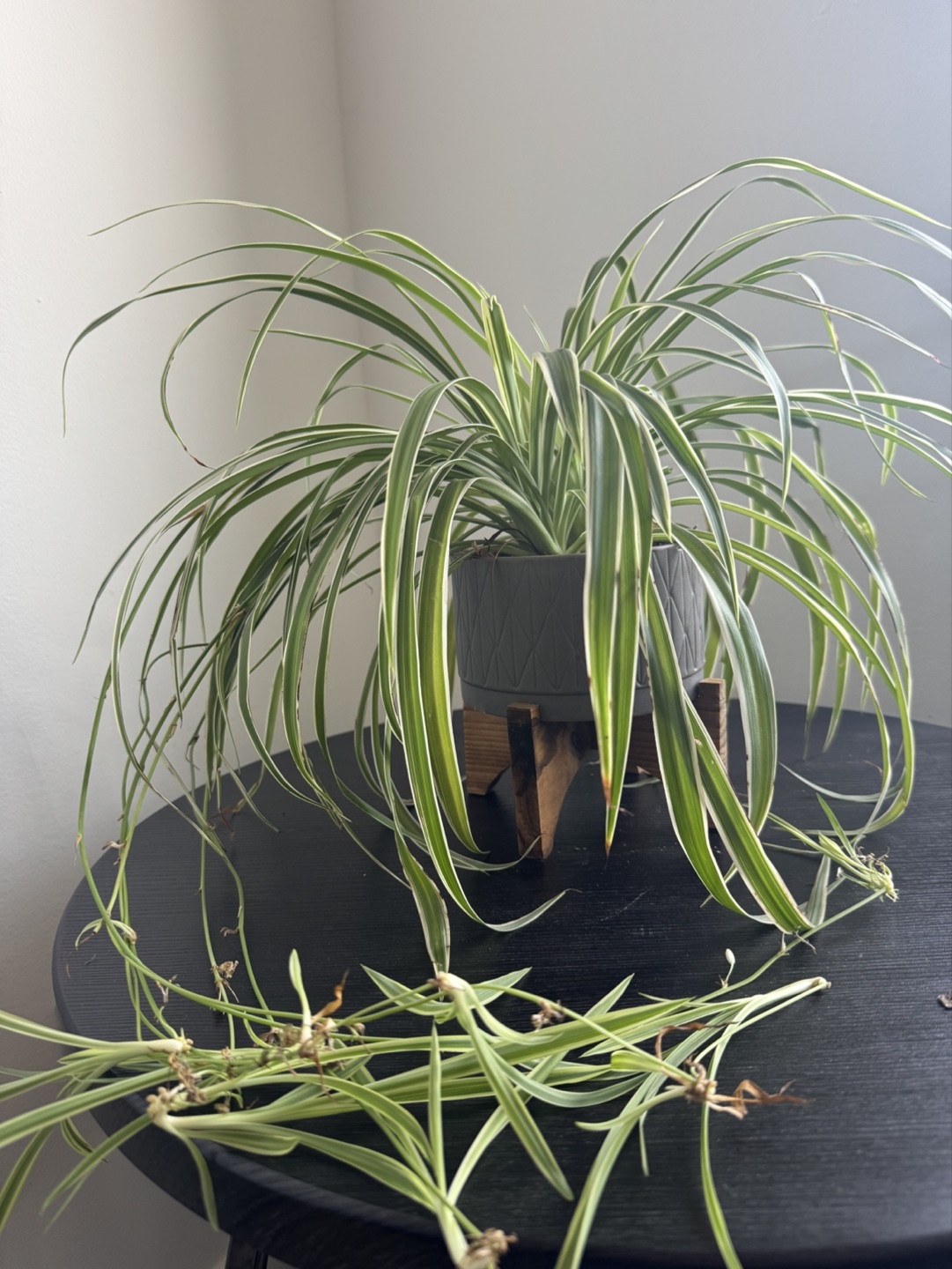 Spider Plant in Gray Pot & Wooden Stand - photo 3