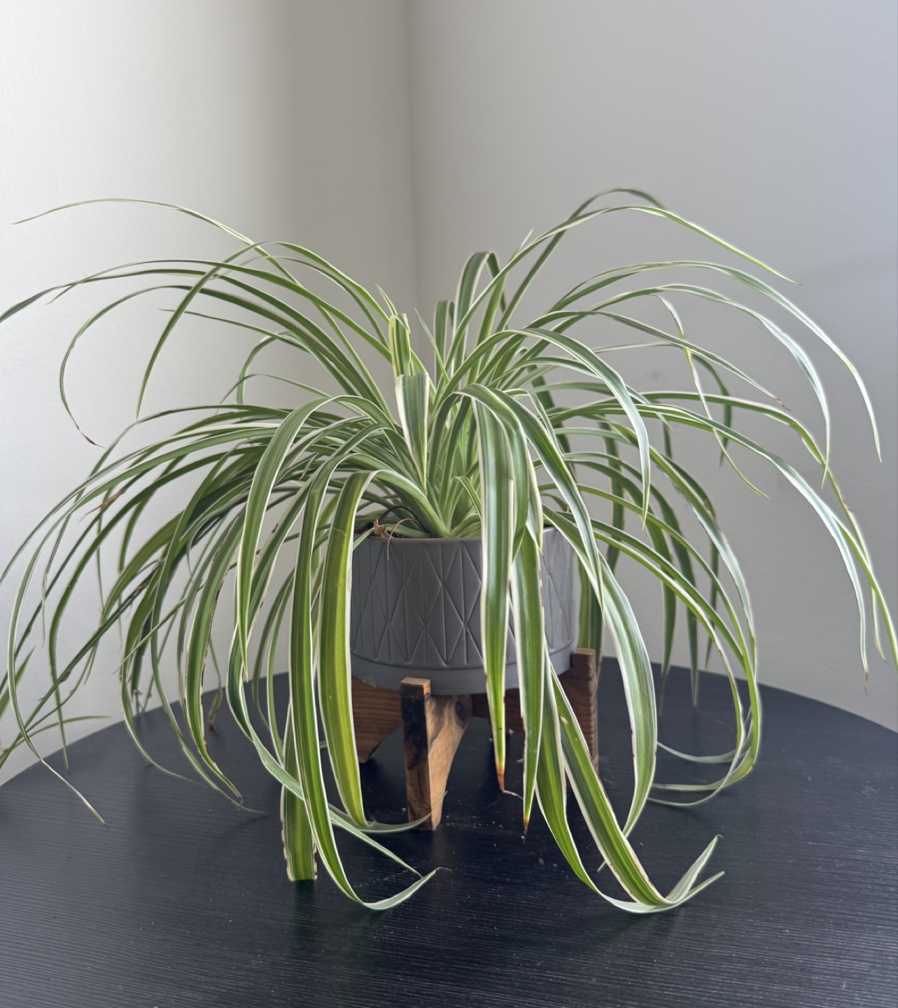 Spider Plant in Gray Pot & Wooden Stand