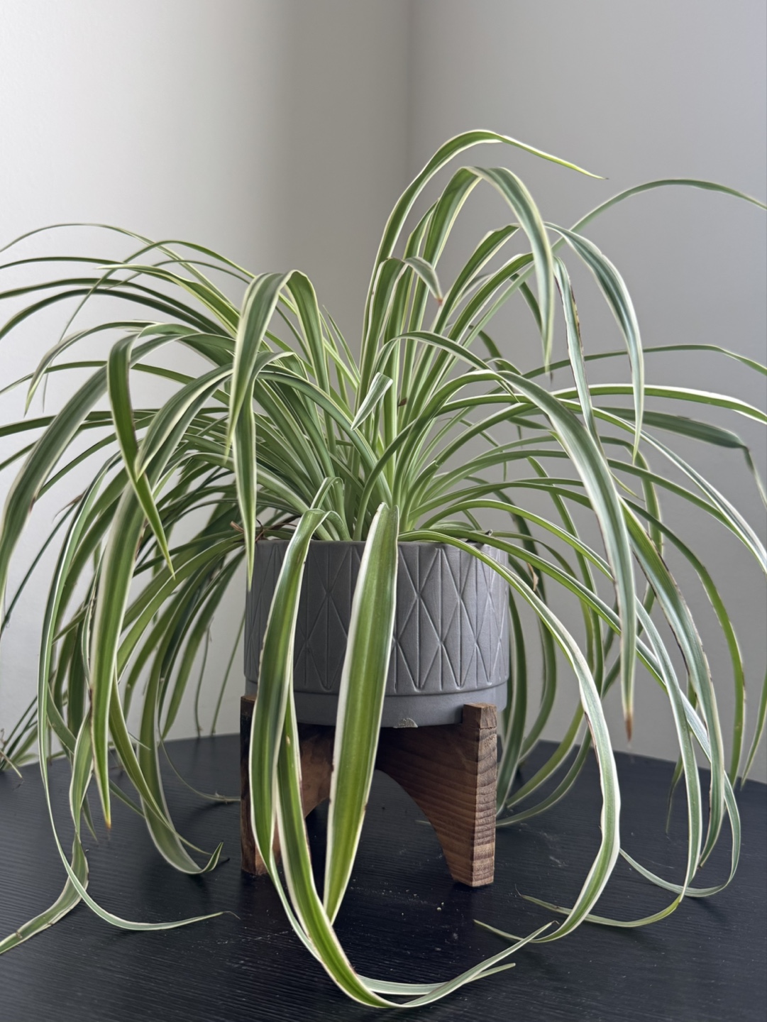 Spider Plant in Gray Pot & Wooden Stand - photo 4
