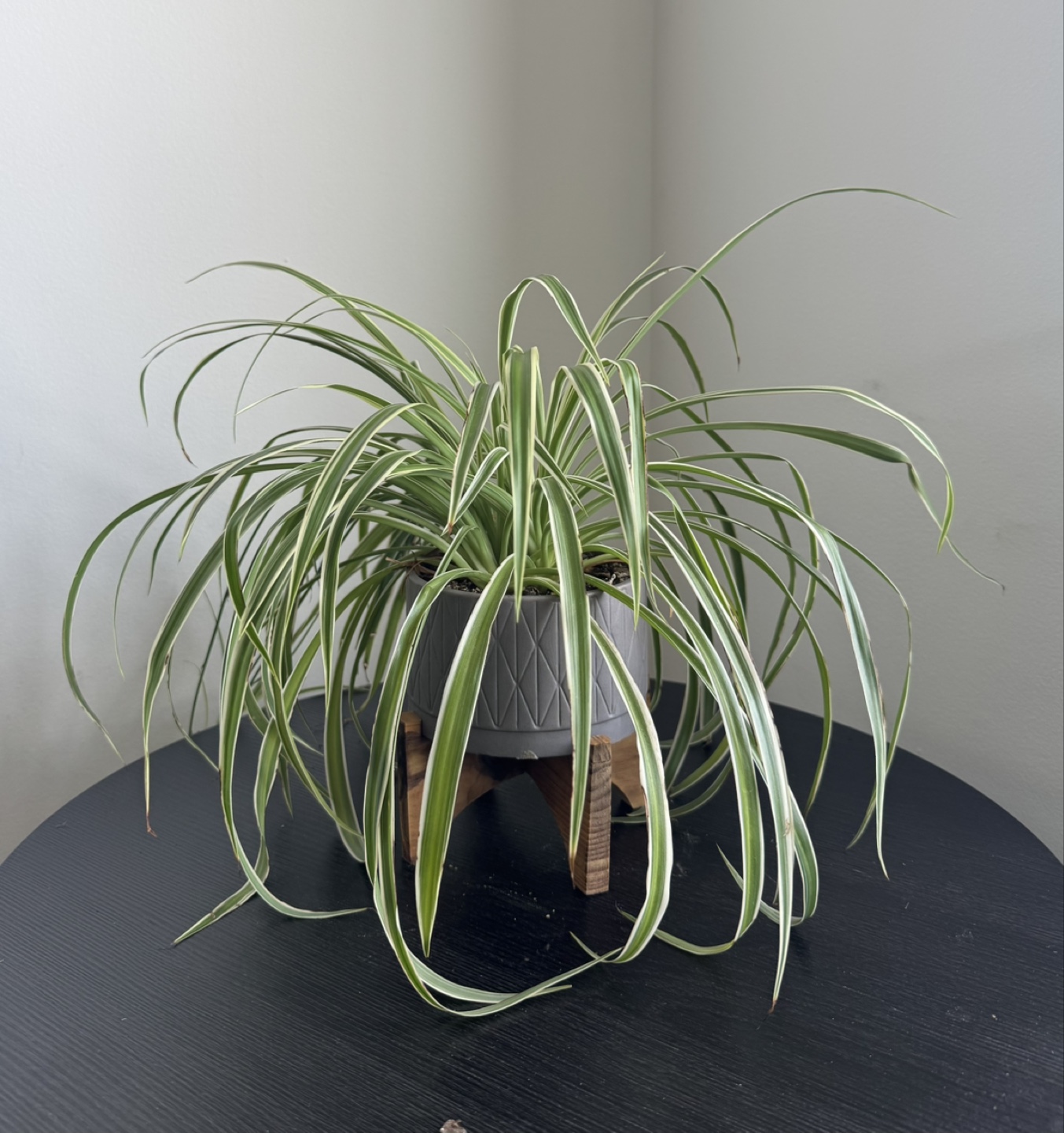 Spider Plant in Gray Pot & Wooden Stand - photo 2