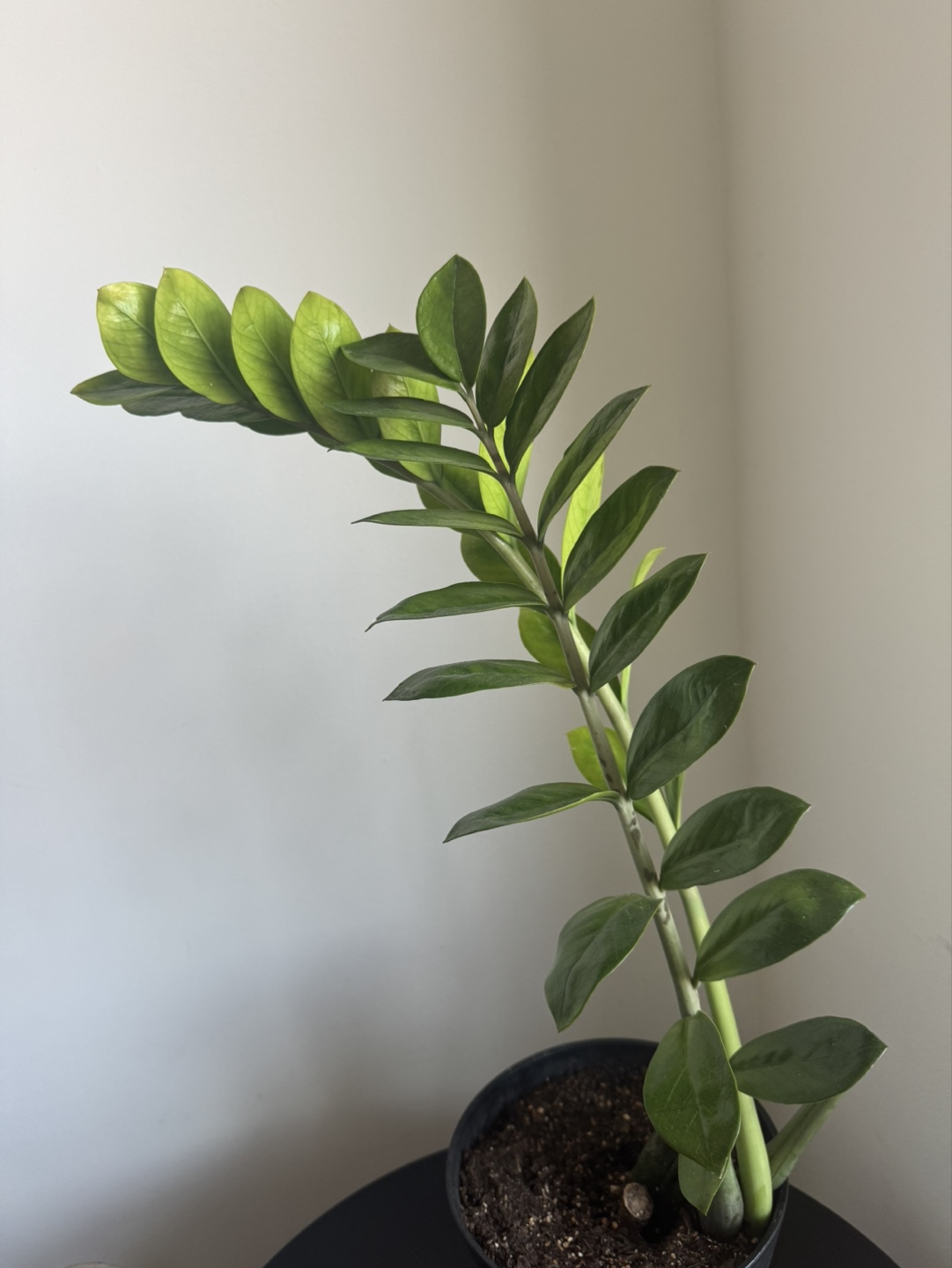 ZZ Plant in Black Pot