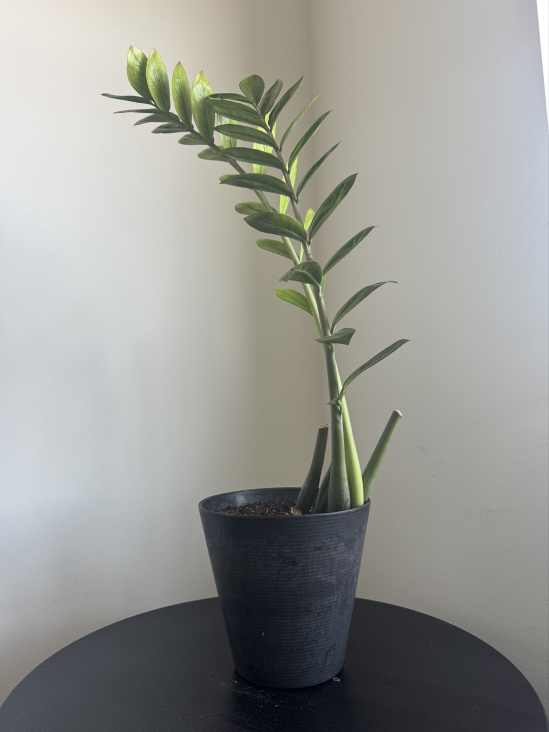 ZZ Plant in Black Pot - photo 2