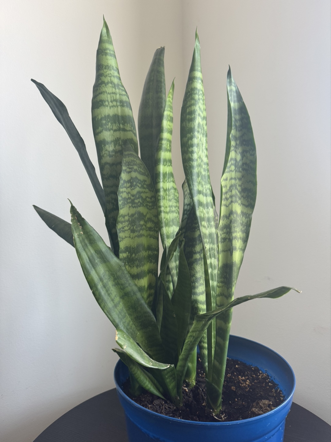 Snake Plant in Blue Pot
