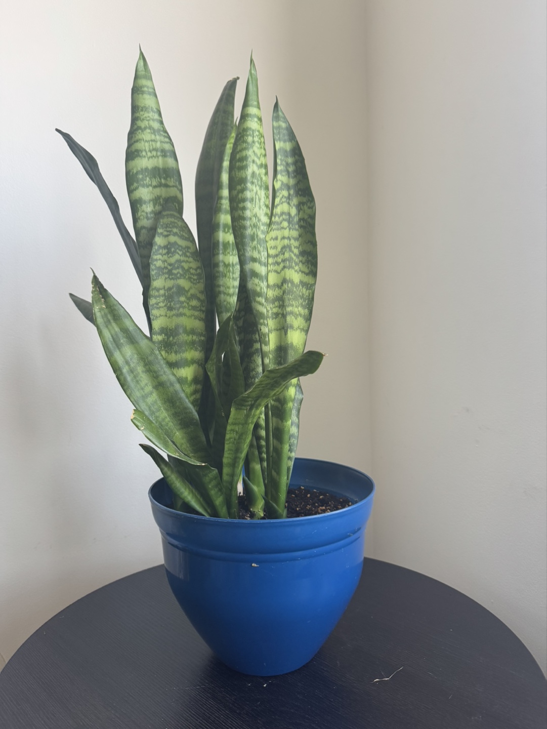 Snake Plant in Blue Pot - photo 3