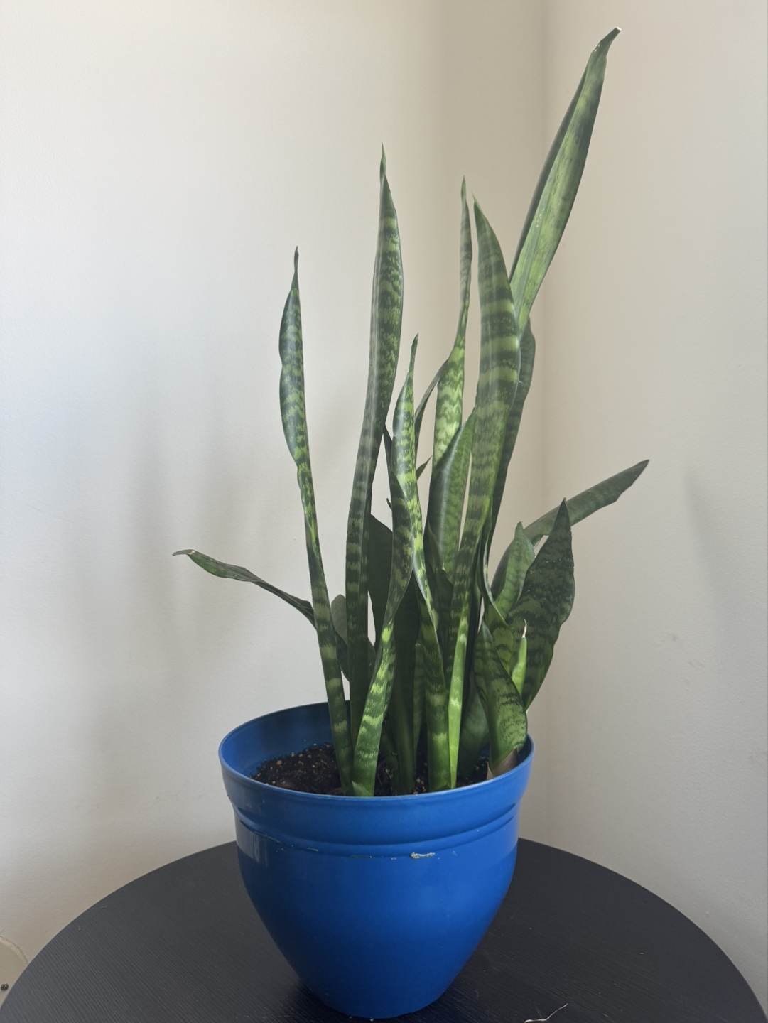 Snake Plant in Blue Pot - photo 2