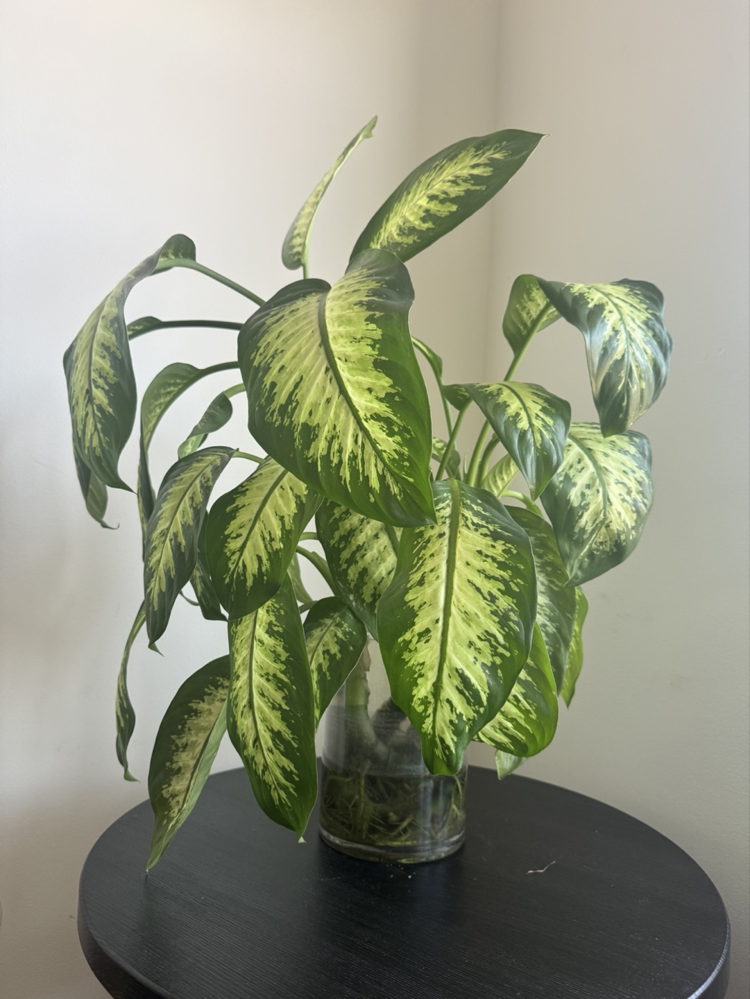 Dumb Cane in Glass Vase