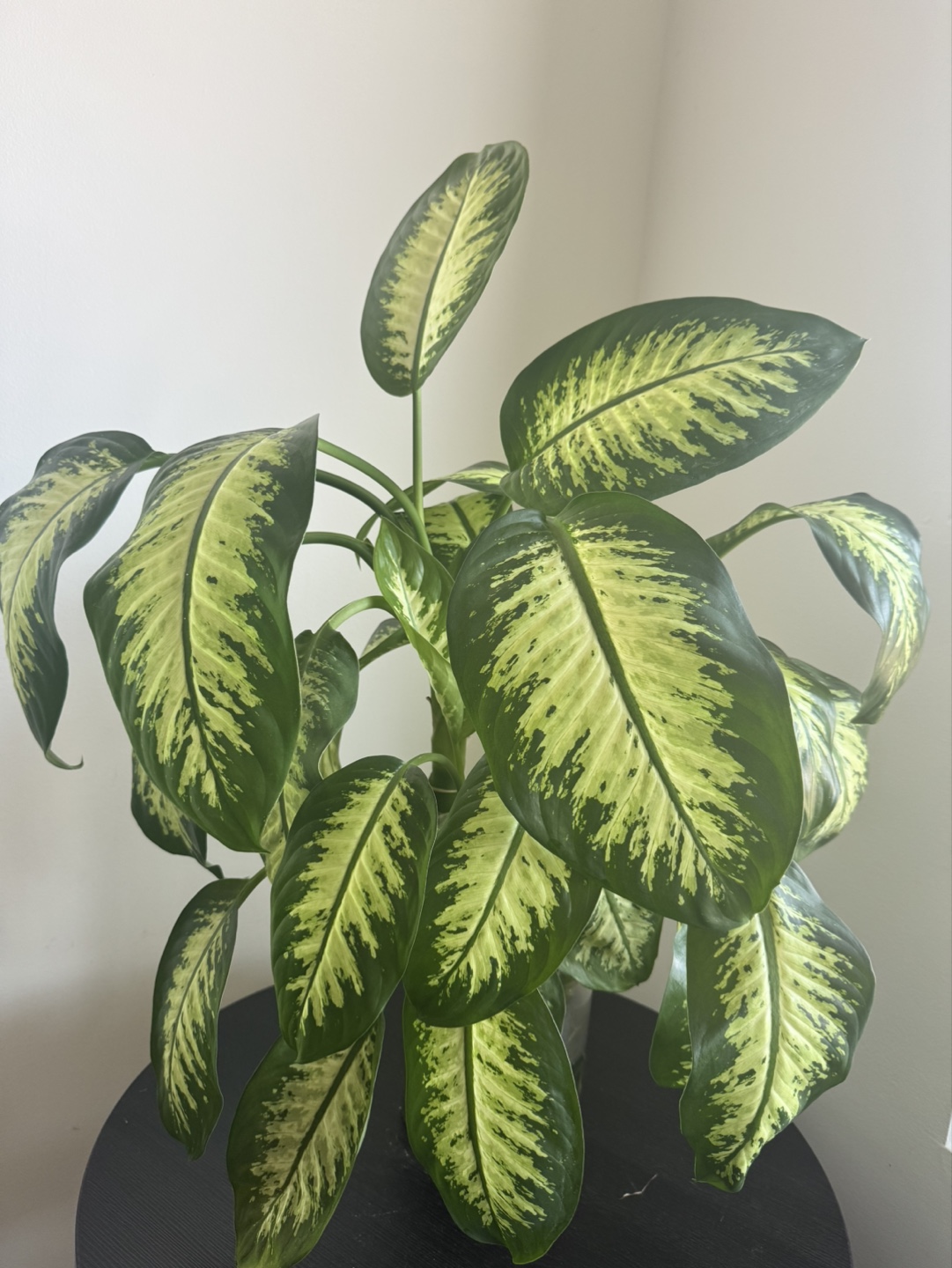 Dumb Cane in Glass Vase - photo 2