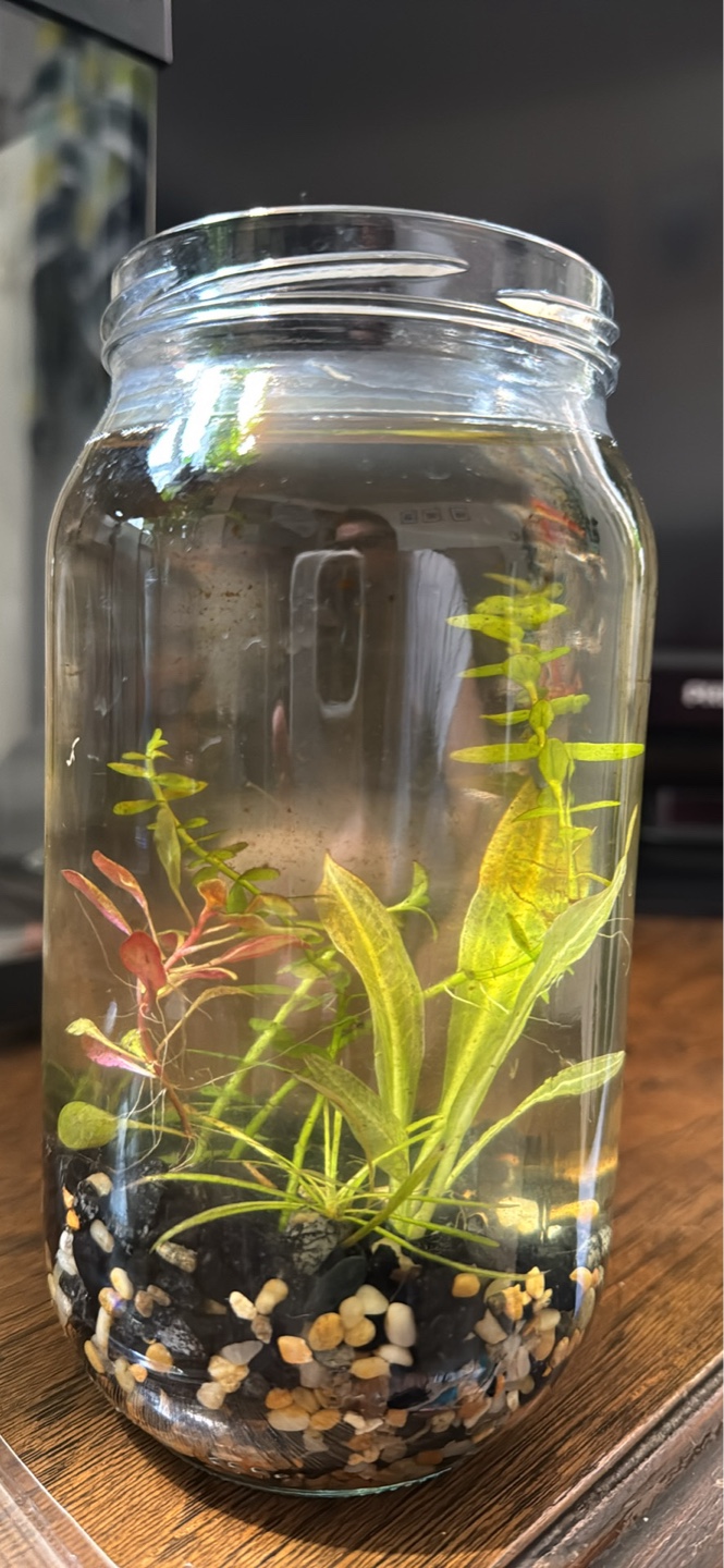 Betta fish supplies and free betta tank