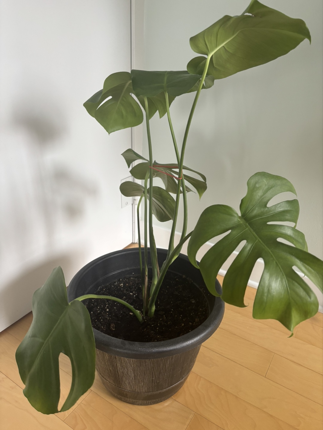 Monstera Deliciosa Plant
