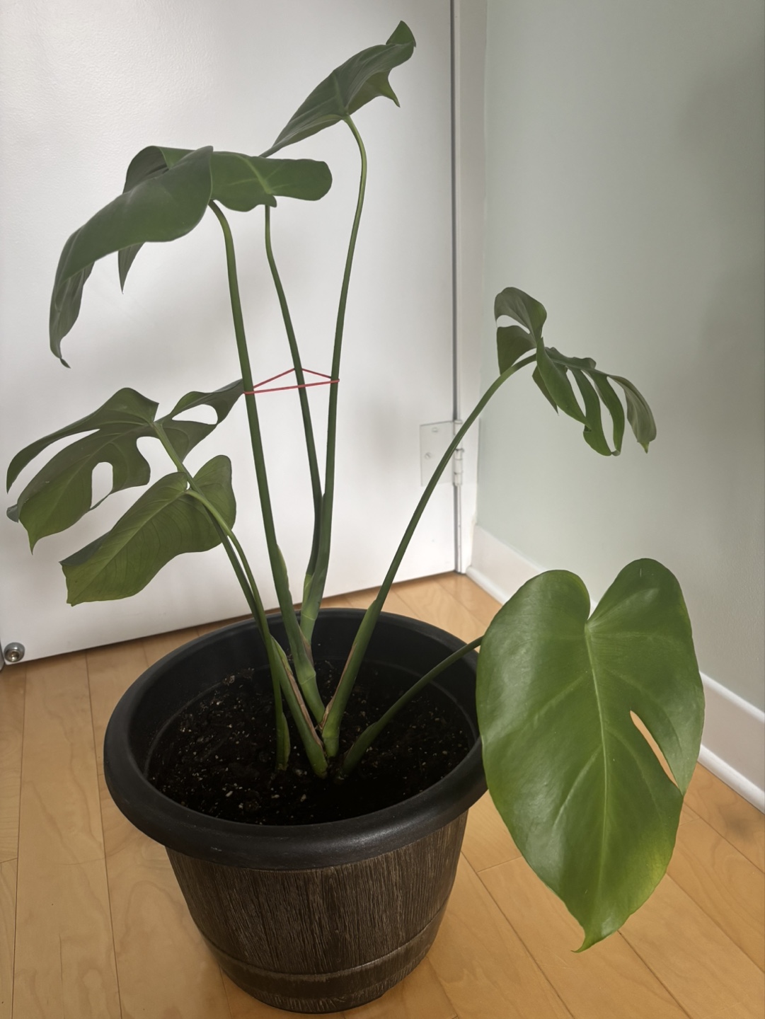 Monstera Deliciosa Plant - photo 5