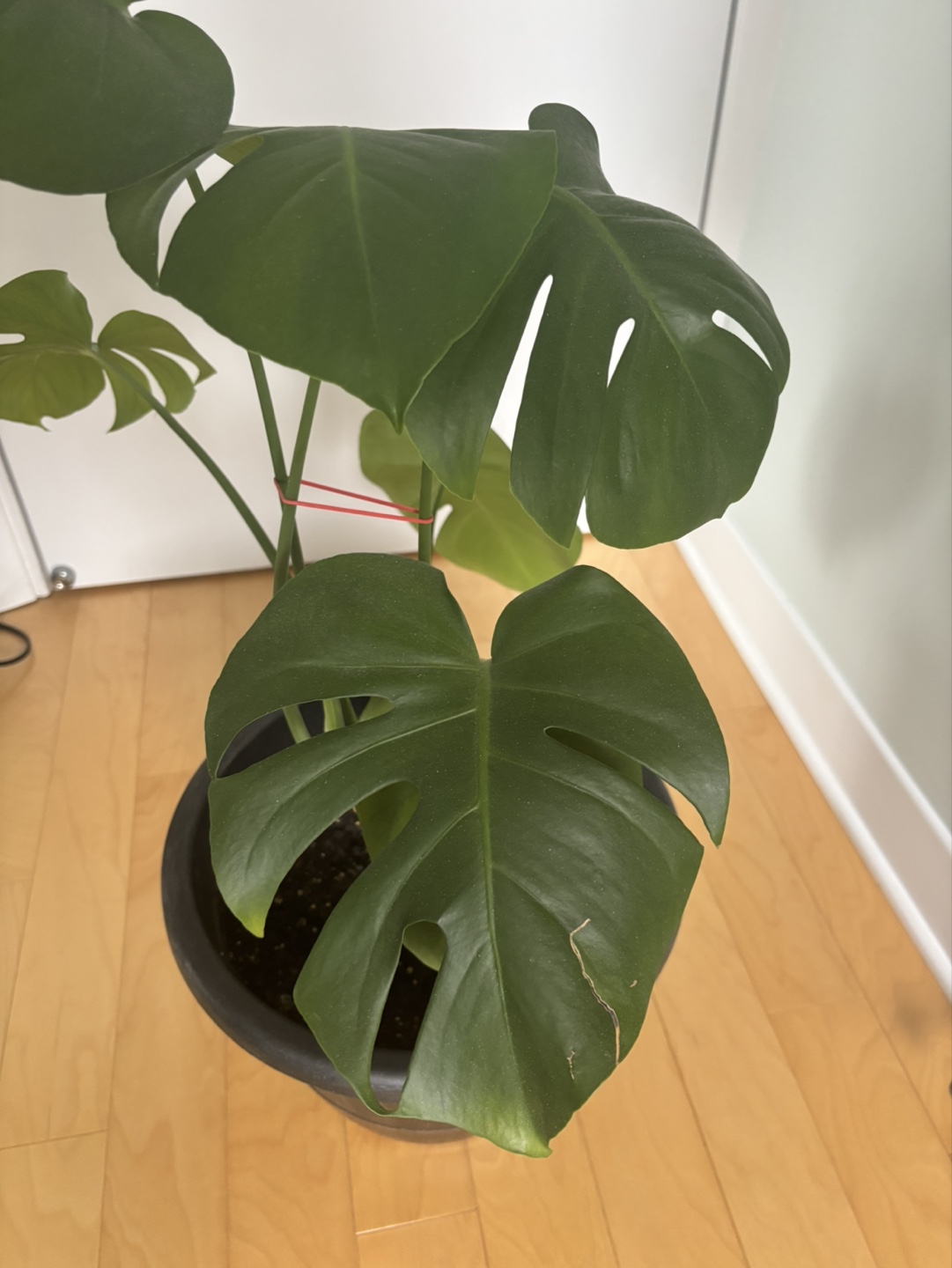 Monstera Deliciosa Plant - photo 3