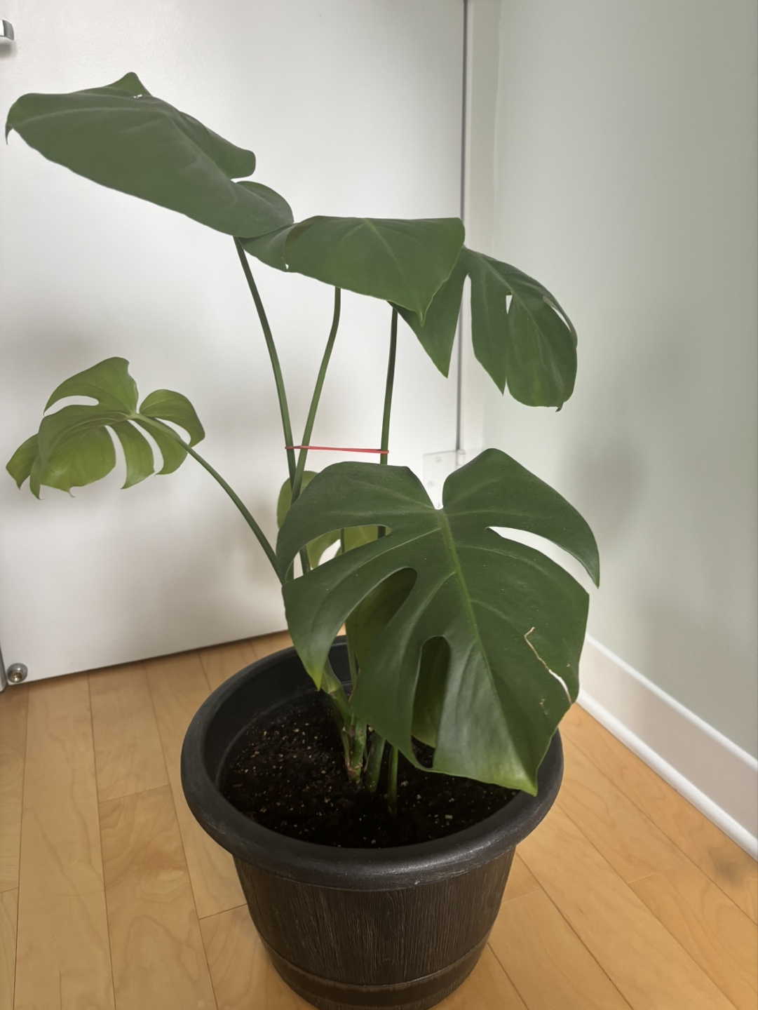 Monstera Deliciosa Plant - photo 2
