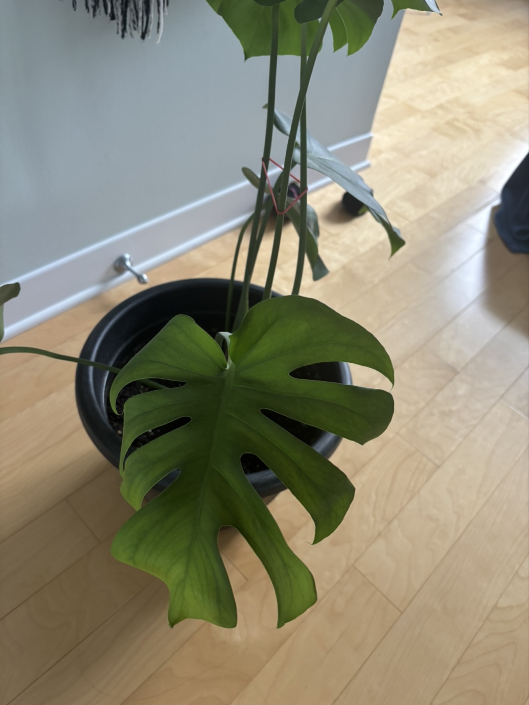 Monstera Deliciosa Plant - photo 4