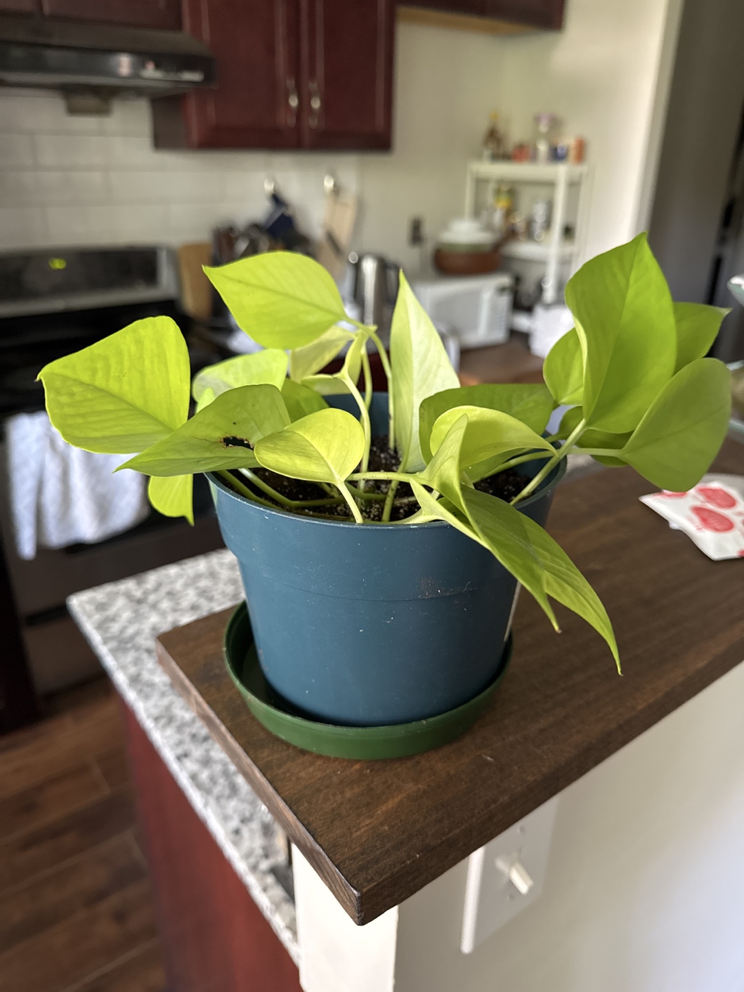 Golden Pothos Houseplant