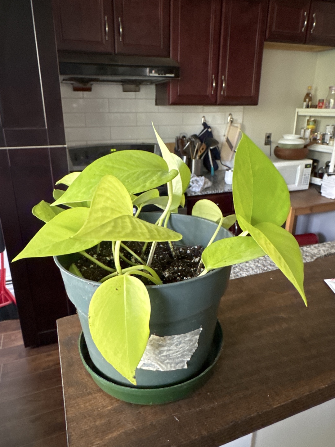 Golden Pothos Houseplant - photo 2