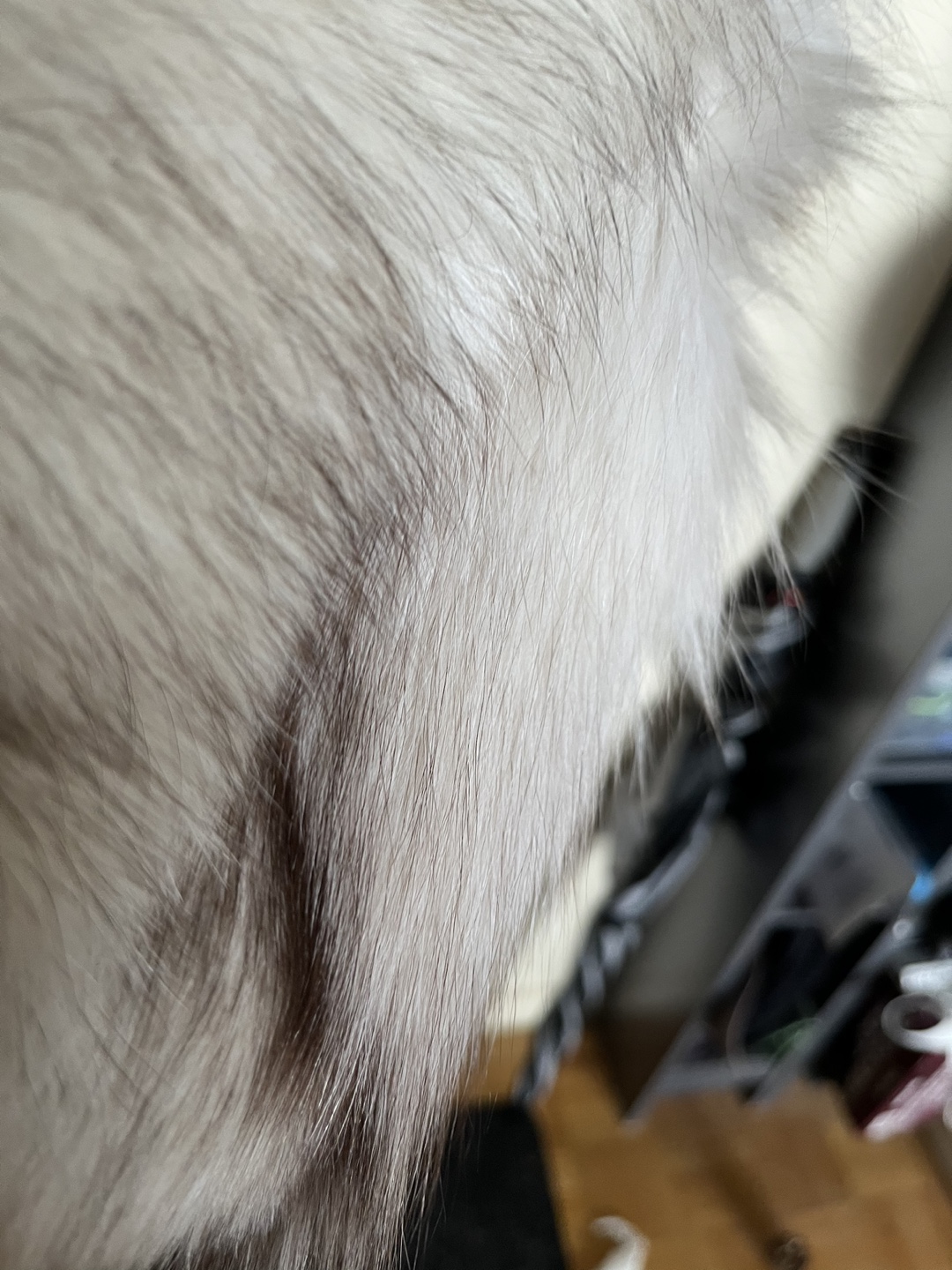 Vintage Saga Silver Fox Fur Jacket - photo 5