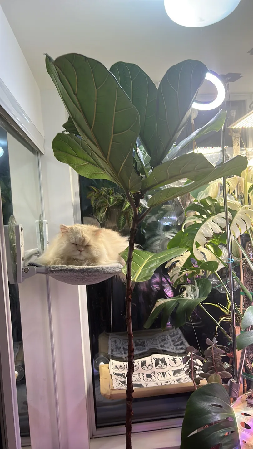 Over 7.5 ft Large Fiddle Leaf Fig Plant image indicator(3)