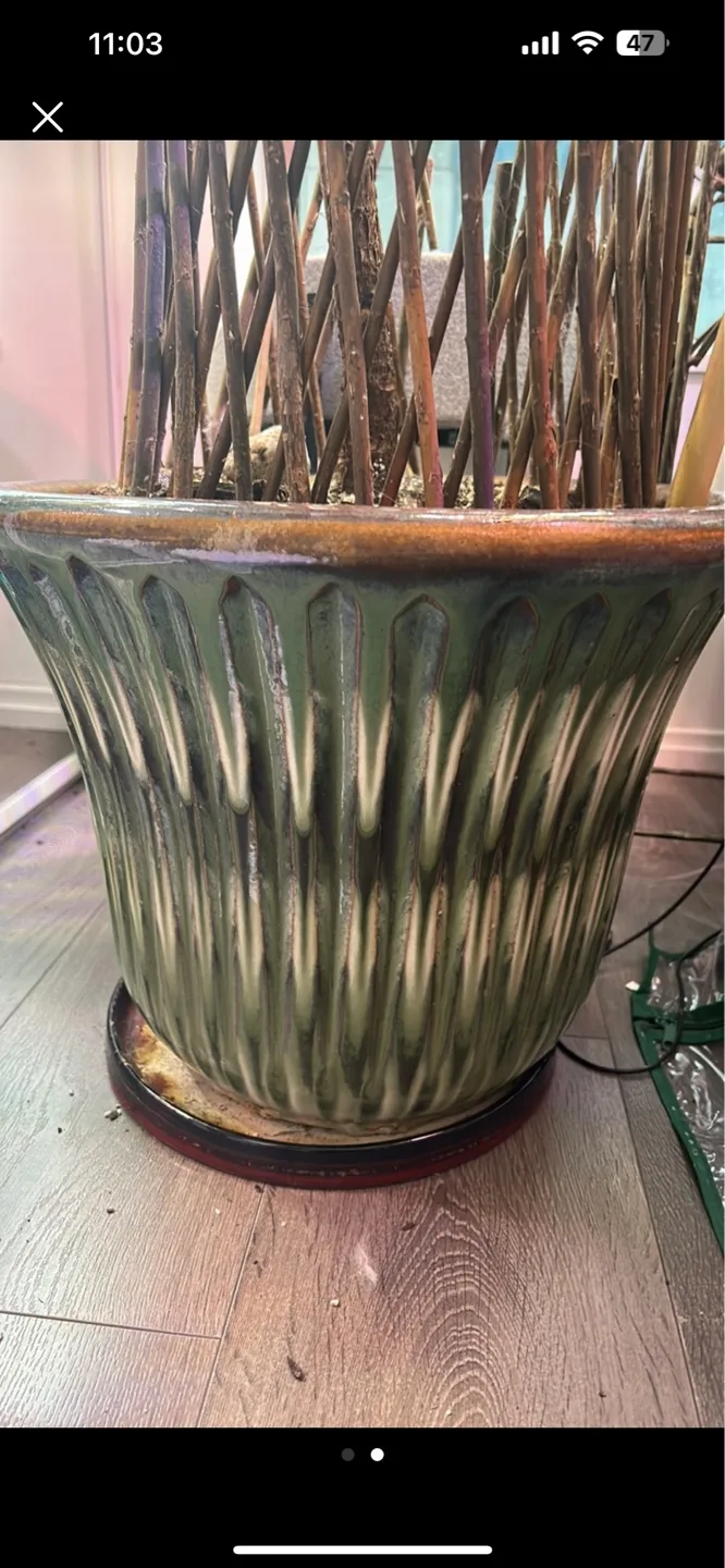 Over 7.5 ft Large Fiddle Leaf Fig Plant image indicator(4)