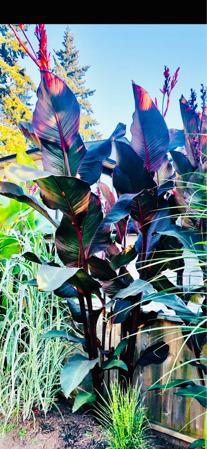 Canna Lily Plants - Large. King Kong, Omega and Musfolia Grande image indicator(2)