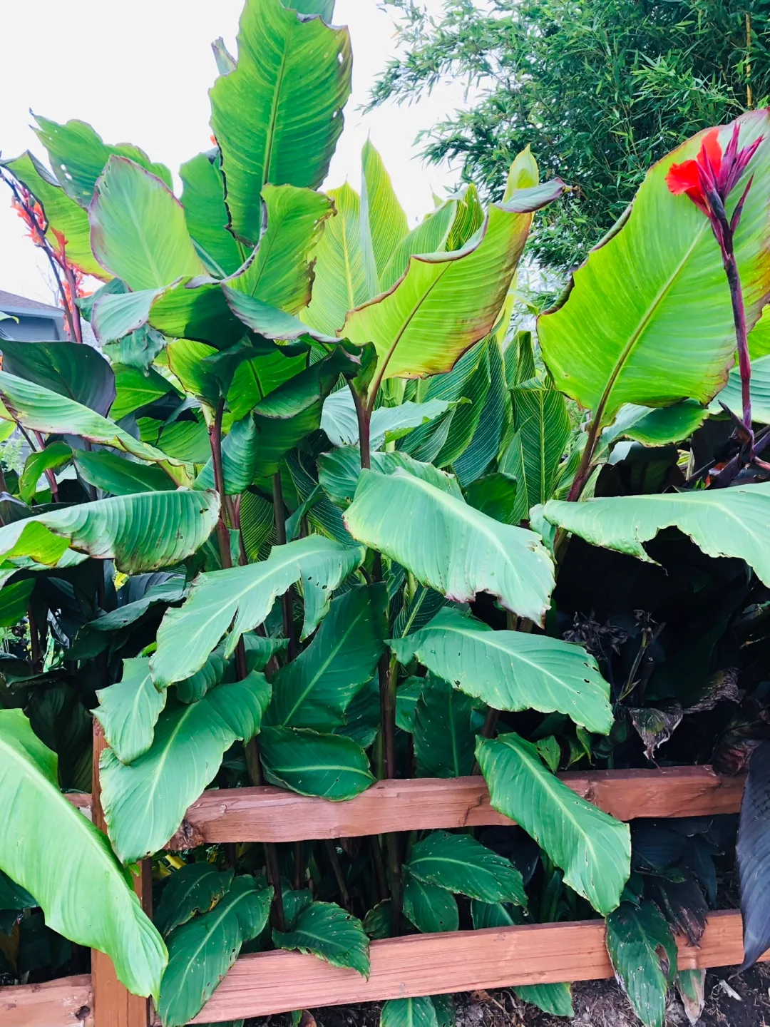 Canna Lily Plants - Large. King Kong, Omega and Musfolia Grande image indicator(3)