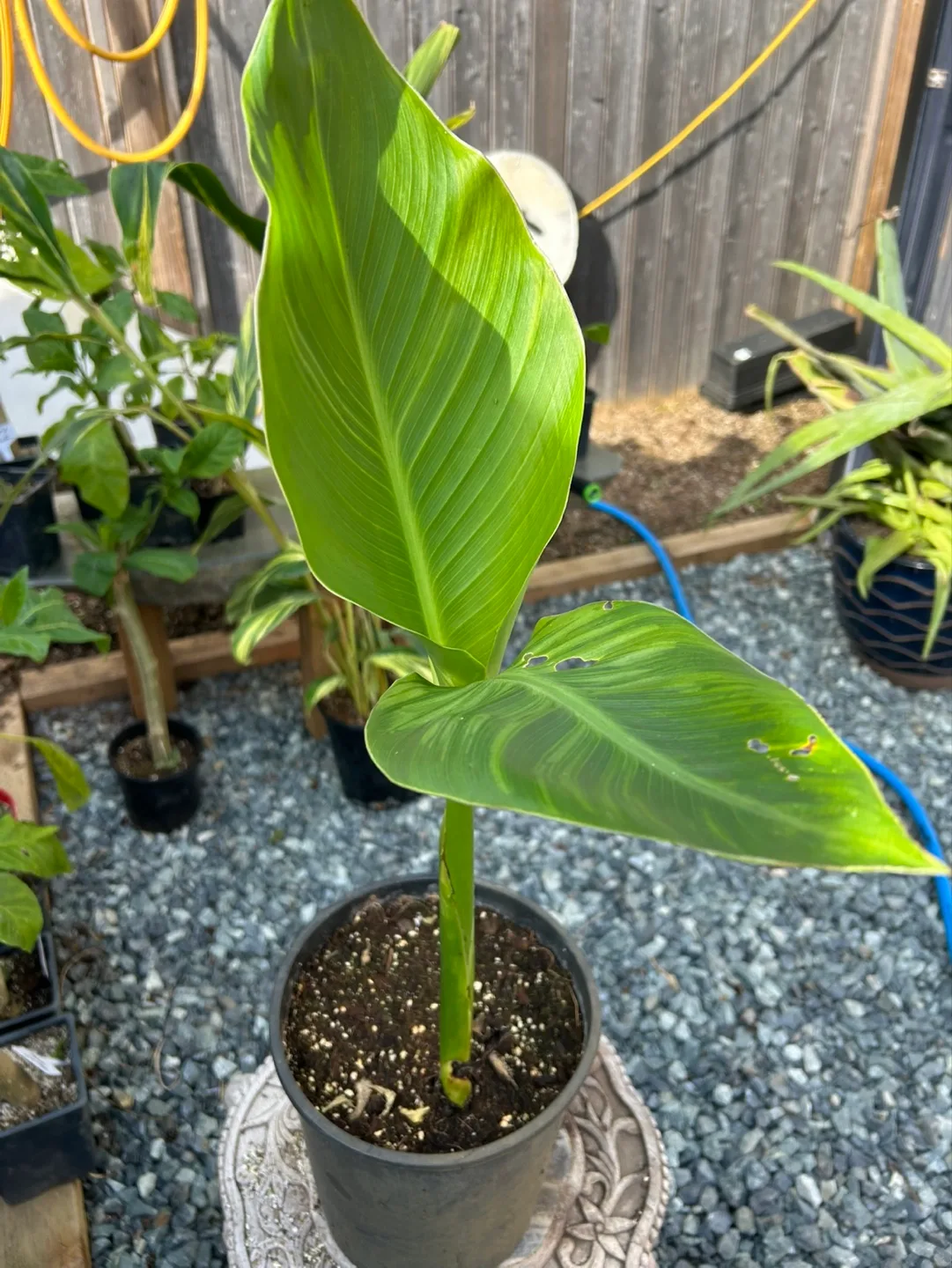 Canna Lily Plants - Large. King Kong, Omega and Musfolia Grande image indicator(4)