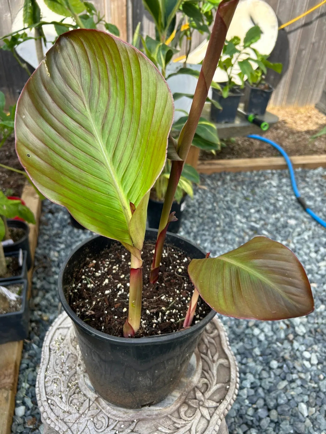 Canna Lily Plants - Large. King Kong, Omega and Musfolia Grande image indicator(5)