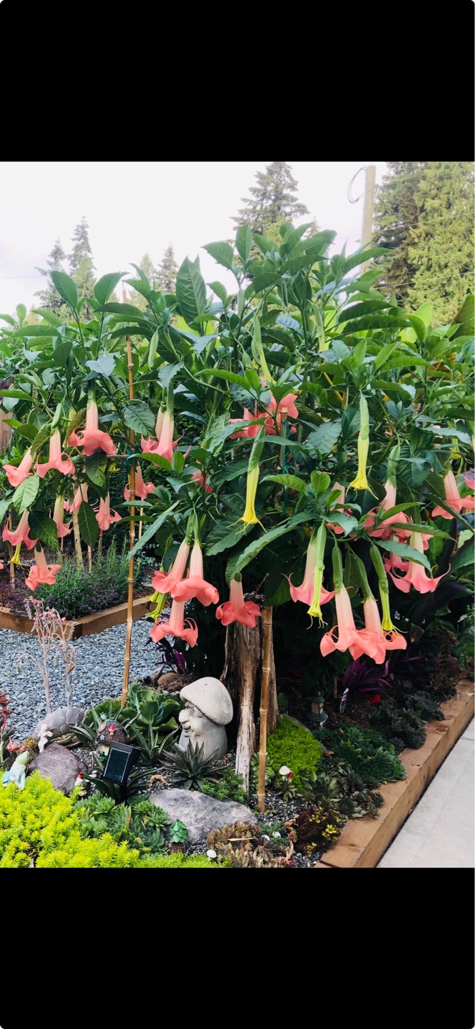 Angel's Trumpet Plants - Various Colours