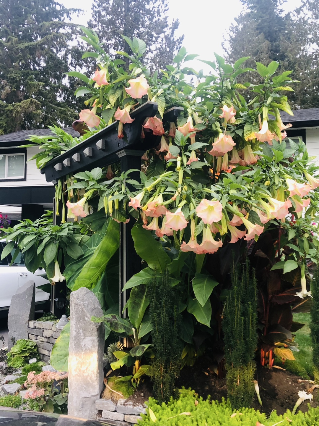 Angel's Trumpet Plants - Various Colours - photo 3