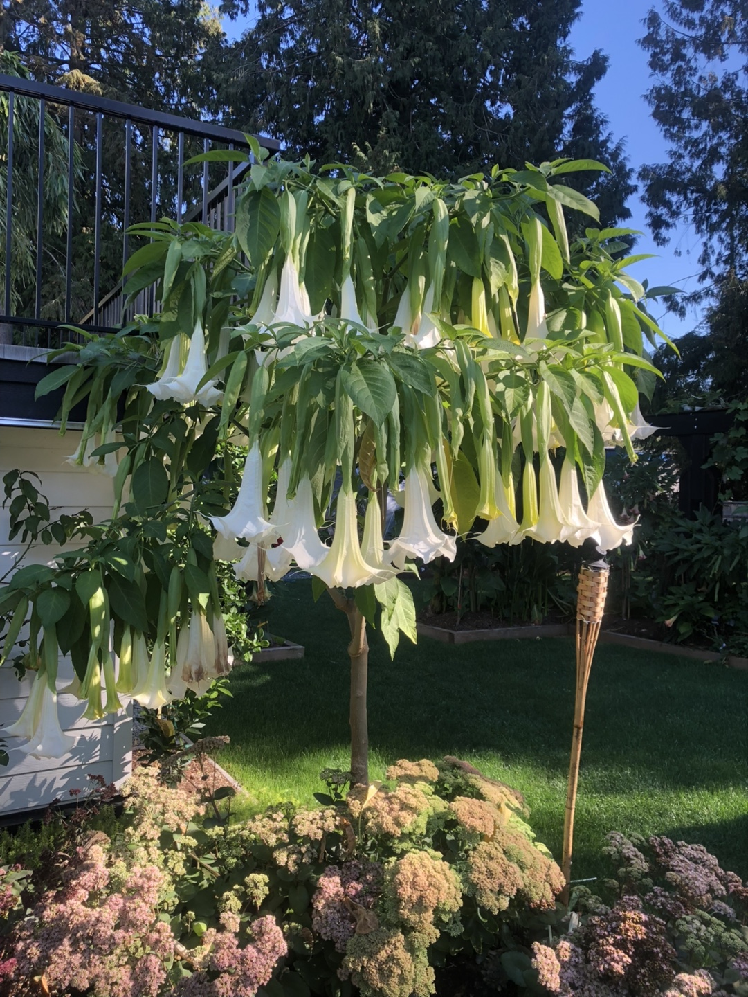 Angel's Trumpet Plants - Various Colours - photo 2