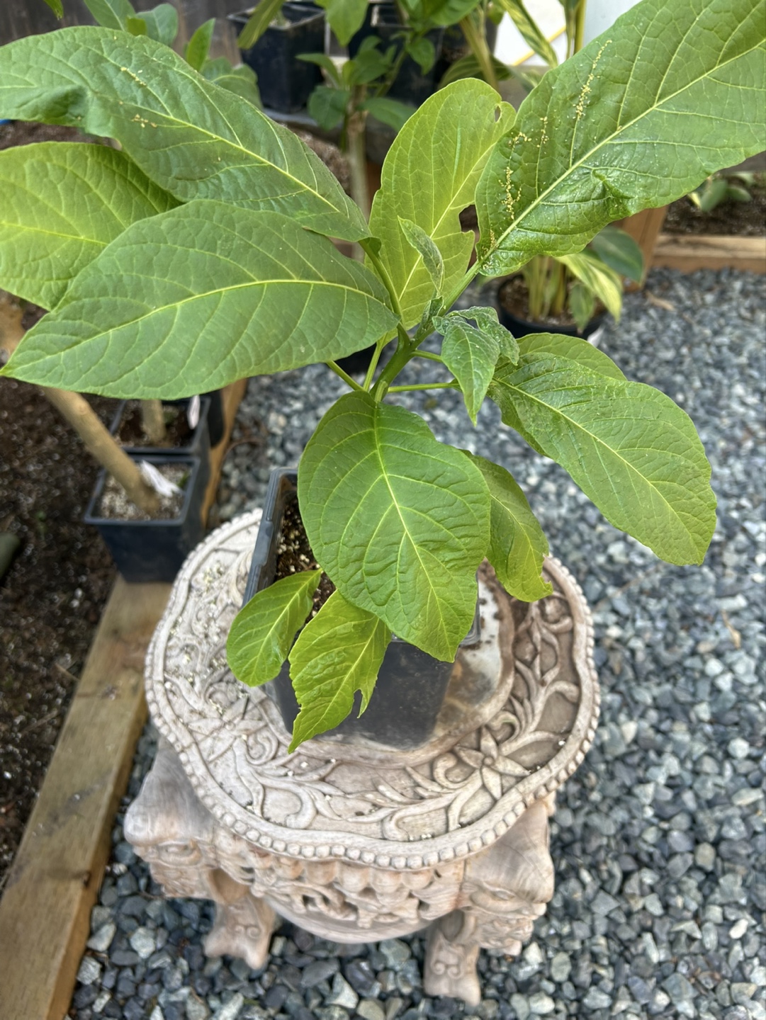 Angel's Trumpet Plants - Various Colours - photo 4