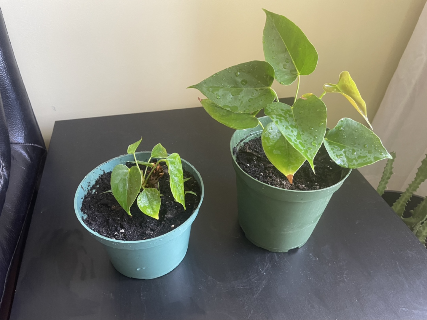 Two Anthurium clarinervium plants