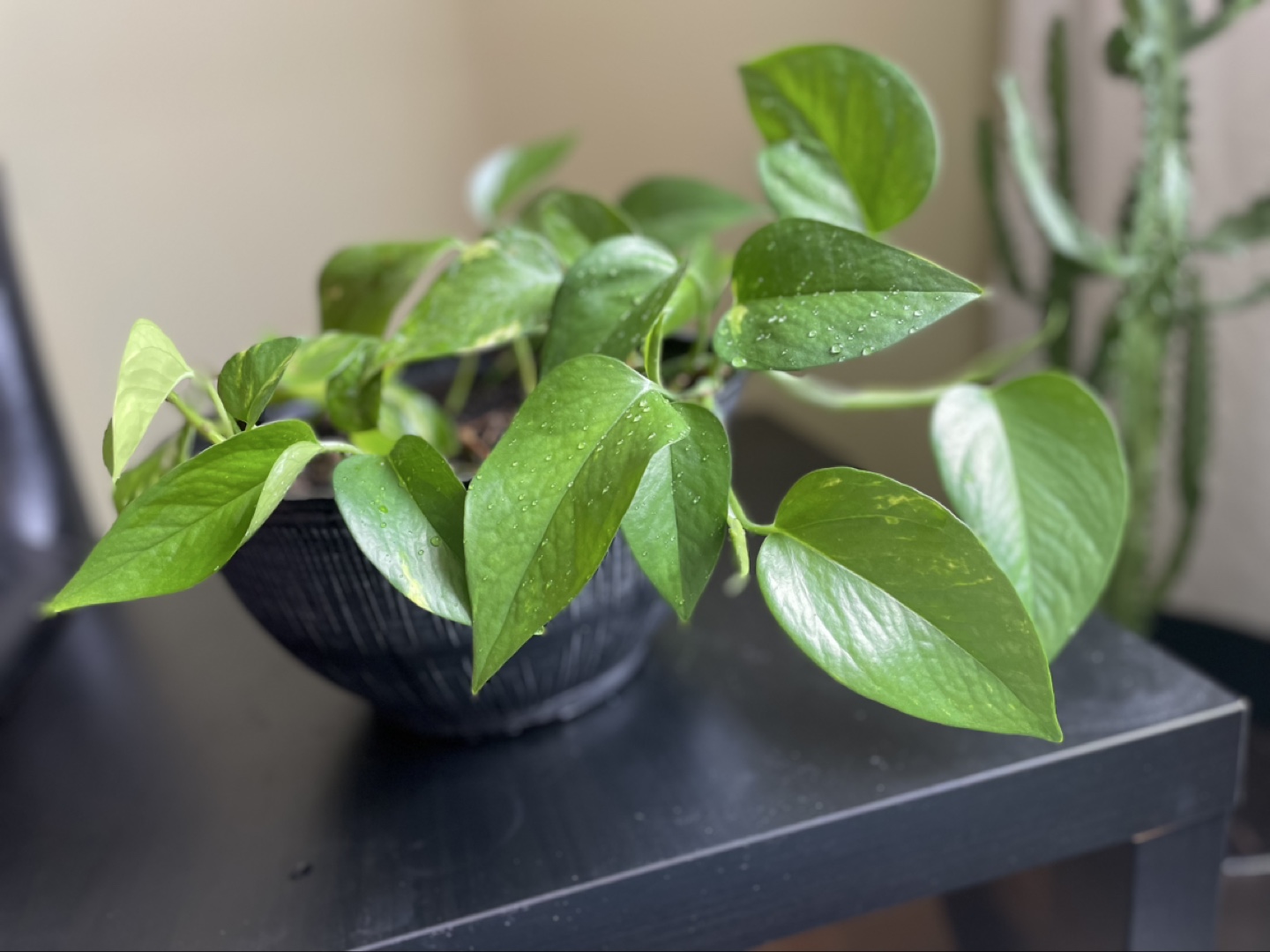 Healthy Golden Pothos Plant - photo 2