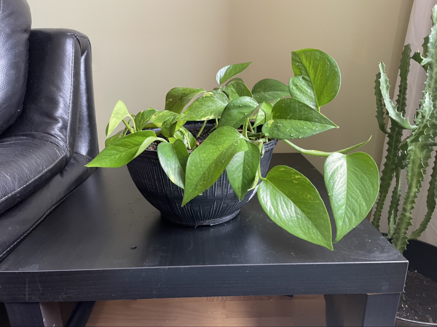 Healthy Golden Pothos Plant