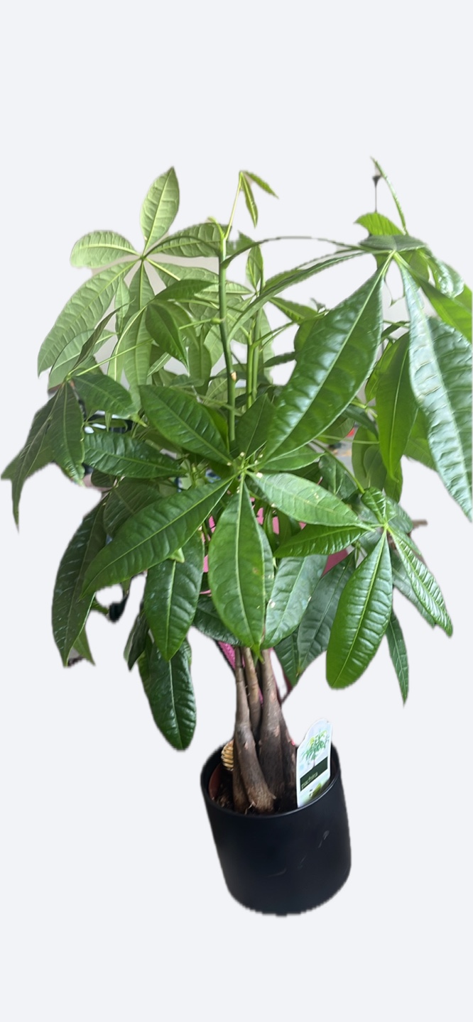 Healthy Money Tree Plant