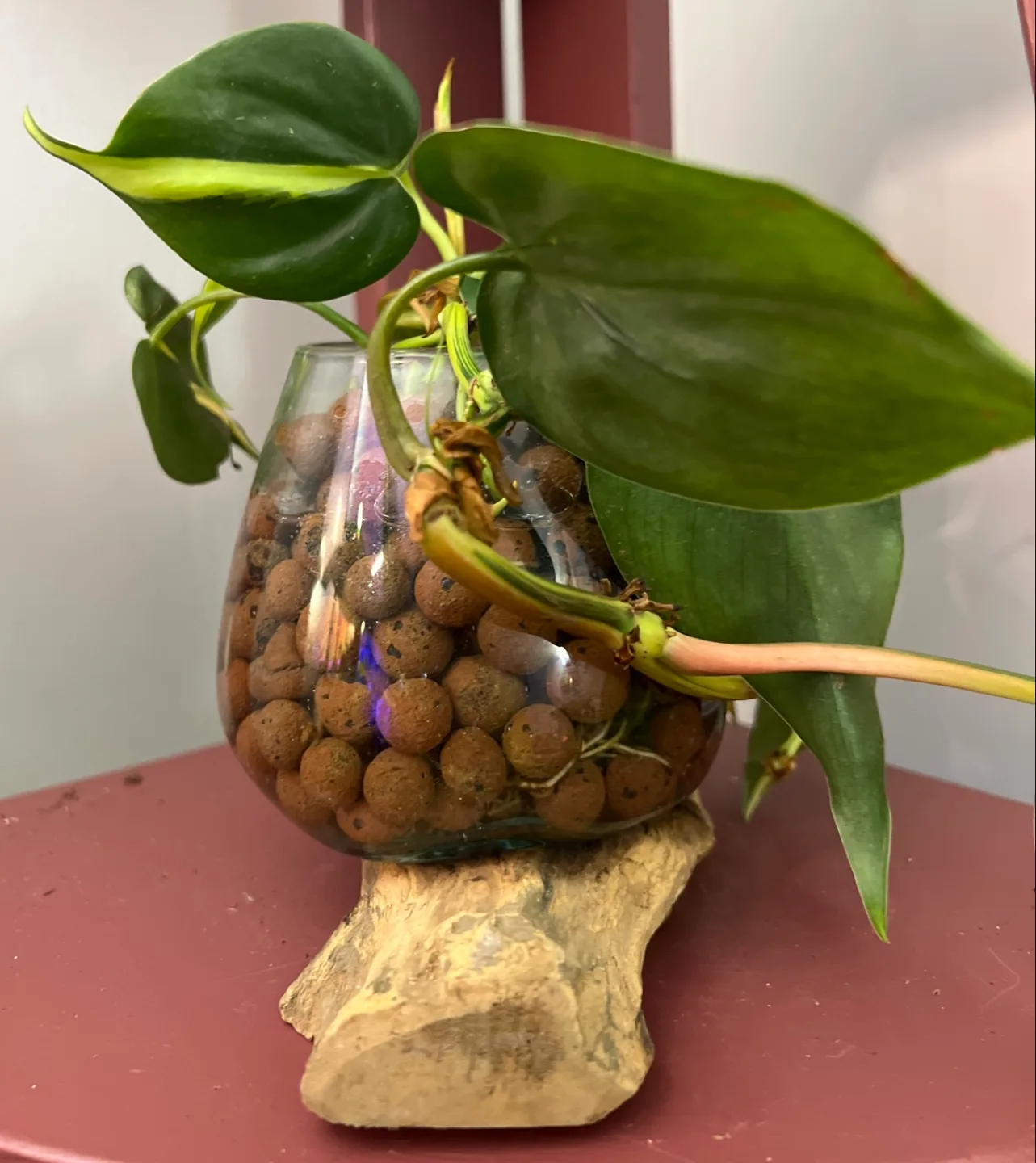 Stunning Philodendron Brazil in Unique Handmade Glass & Wood! image indicator(3)